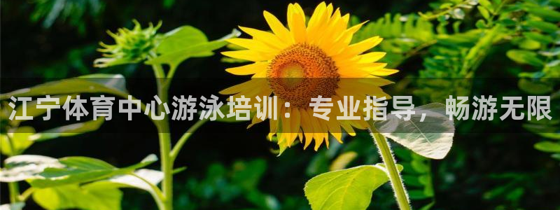 国际凯时ag优质运营商：江宁体育中心游泳培训：专业指