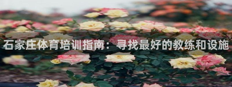 旧版尊龙人生就是博下载：石家庄体育培训指南：寻找最好