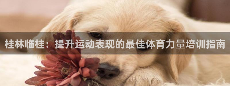 尊龙/人生就是博：桂林临桂：提升运动表现的最佳体育力